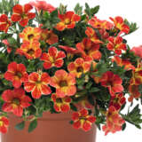 Calibrachoa Rainbow Orange