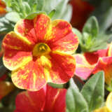 Calibrachoa Rainbow Orange