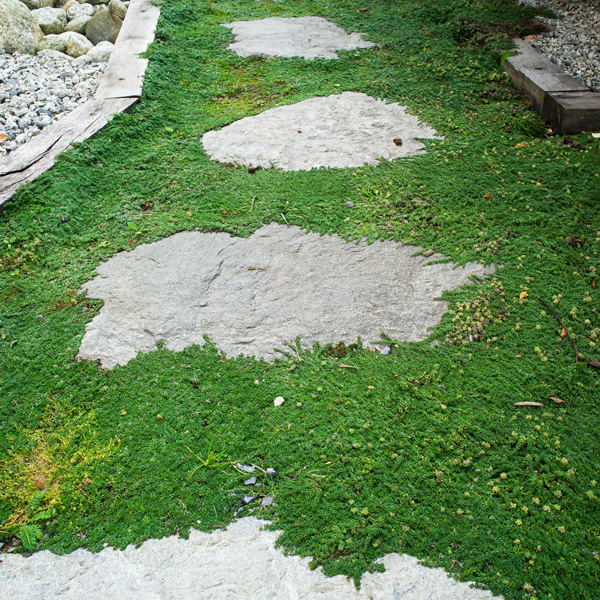 Creeping White Thyme