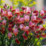 Cytisus Crimson King Lpocytcki - Garden Express Australia