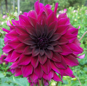 Dahlia Black Embers For Waterlily - Garden Express Australia