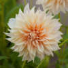 Dahlia Cafe Au Lait - Garden Express Australia