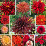 Dahlia Ultimate Sunset Coll 2024 Coldahusc - Garden Express Australia