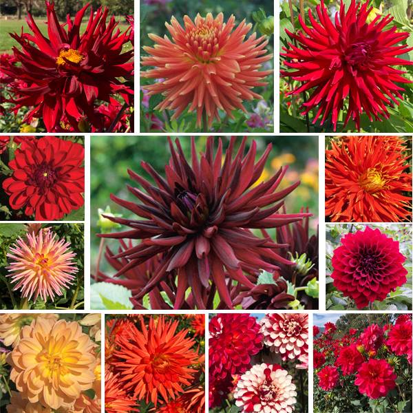 Dahlia Ultimate Sunset Collection