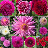 Dahlia Ultimate Twilight Coll 2024 Coldahusc - Garden Express Australia