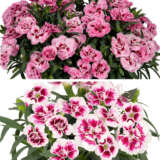 Dianthus Sprint Fancy Duo Lpldiasfd - Garden Express Australia