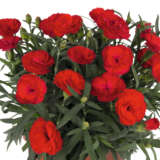 Dianthus Sprint Red