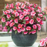 Floramedia Impatiens Sunpatiens Compact Red Candy P68sunpcrc - Garden Express Australia