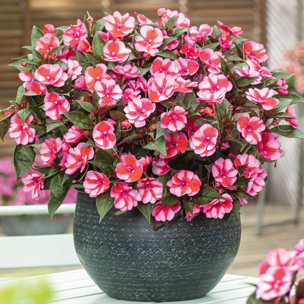 Sunpatiens Compact Red Candy