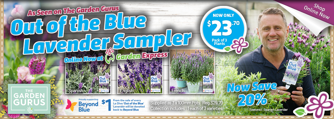 Out of the Blue Lavender - Garden Express Australia