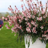 Gaura Graceful Light Pink Lplgauglp - Garden Express Australia