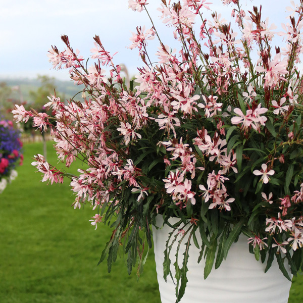 Gaura Graceful Light Pink