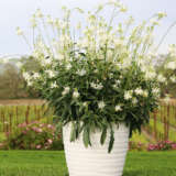 Gaura Graceful White Lplgaugwh - Garden Express Australia