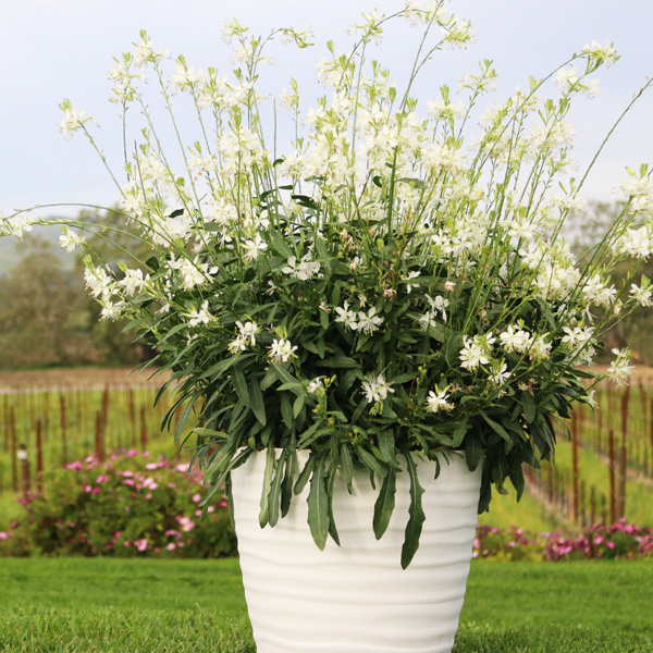 Gaura Graceful White