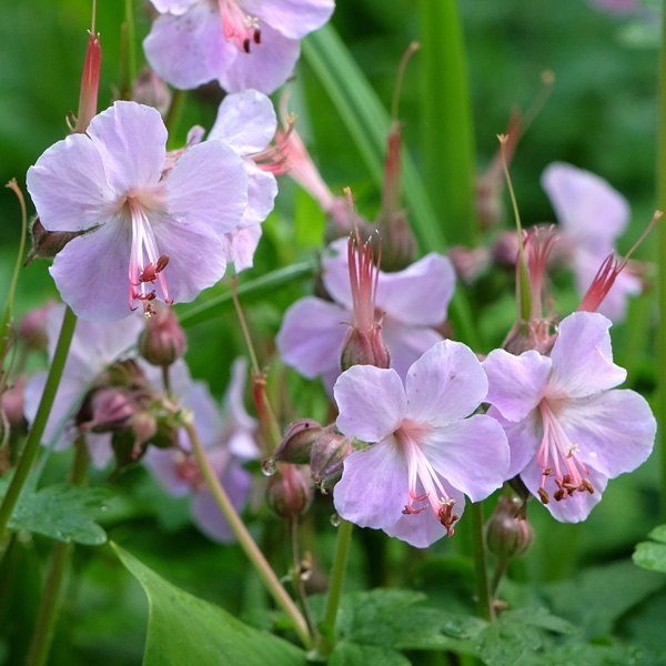 Geranium Ingwersens Variety