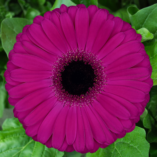 Gerbera Aladin