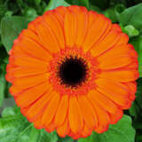 Gerbera Applause Plagerapp - Garden Express Australia