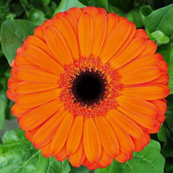 Gerbera Applause