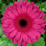 Gerbera Arcade Plagerarc - Garden Express Australia