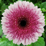 Gerbera Crayon