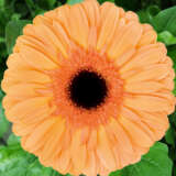 Gerbera Jetset Plagerjst - Garden Express Australia