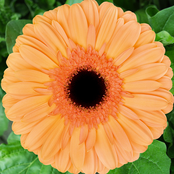 Gerbera Jetset