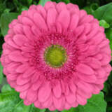 Gerbera Juke Box Plagerjbo - Garden Express Australia