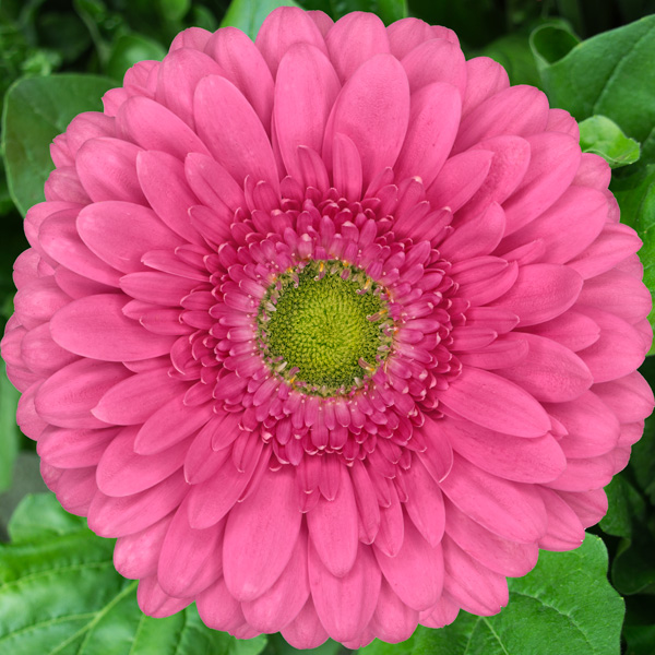 Gerbera Juke Box