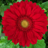 Gerbera Madelaine Plagermad - Garden Express Australia