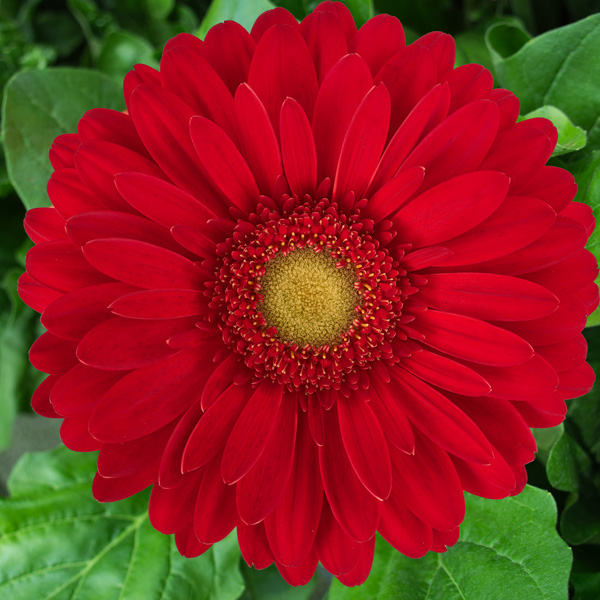 Gerbera Madelaine