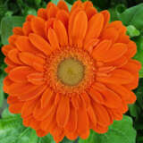 Gerbera Morris Plagermor - Garden Express Australia