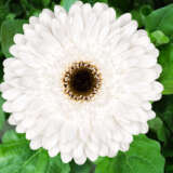 Gerbera Orca Plagerorc - Garden Express Australia