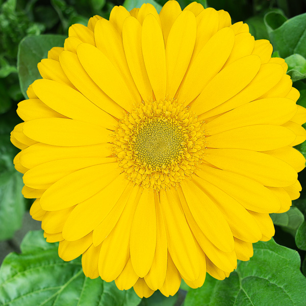 Gerbera Panama