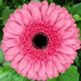 Gerbera Peppa Plagerpep - Garden Express Australia