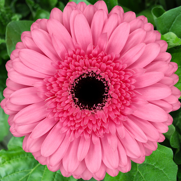 Gerbera Peppa