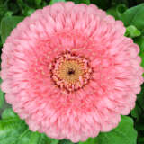 Gerbera Piggy Plagerpig - Garden Express Australia