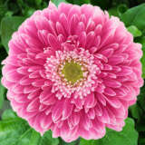 Gerbera Powerball