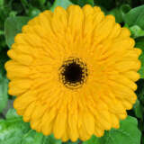 Gerbera Ritmo Plagerrit - Garden Express Australia