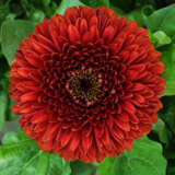 Gerbera Rizzo Plagerriz - Garden Express Australia