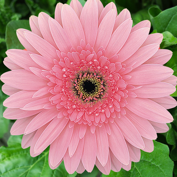 Gerbera Rosalin