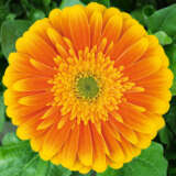 Gerbera Souvenir Plagersou - Garden Express Australia