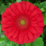 Gerbera Treasure Plagertrs - Garden Express Australia