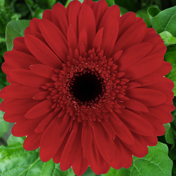 Gerbera Valerie