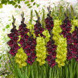 Gladioli Black Green Blend Pkglabgb - Garden Express Australia