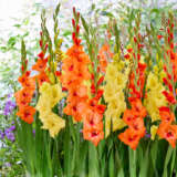 Gladioli Orange Yellow Blend Pkglaoyb - Garden Express Australia