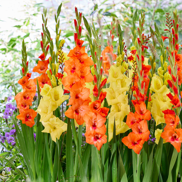 Gladioli Pink And White Blend