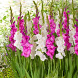 Gladioli Pink White Blend Pkglapwb - Garden Express Australia