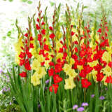 Gladioli Red Yellow Blend Pkglaryb - Garden Express Australia