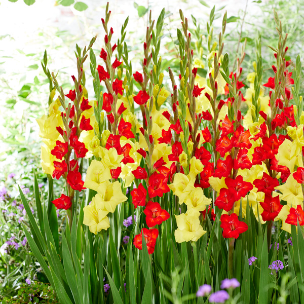 Gladioli Pink And White Blend