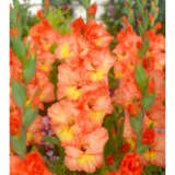 Gladioli Tabasco Pkglatab 2 - Garden Express Australia